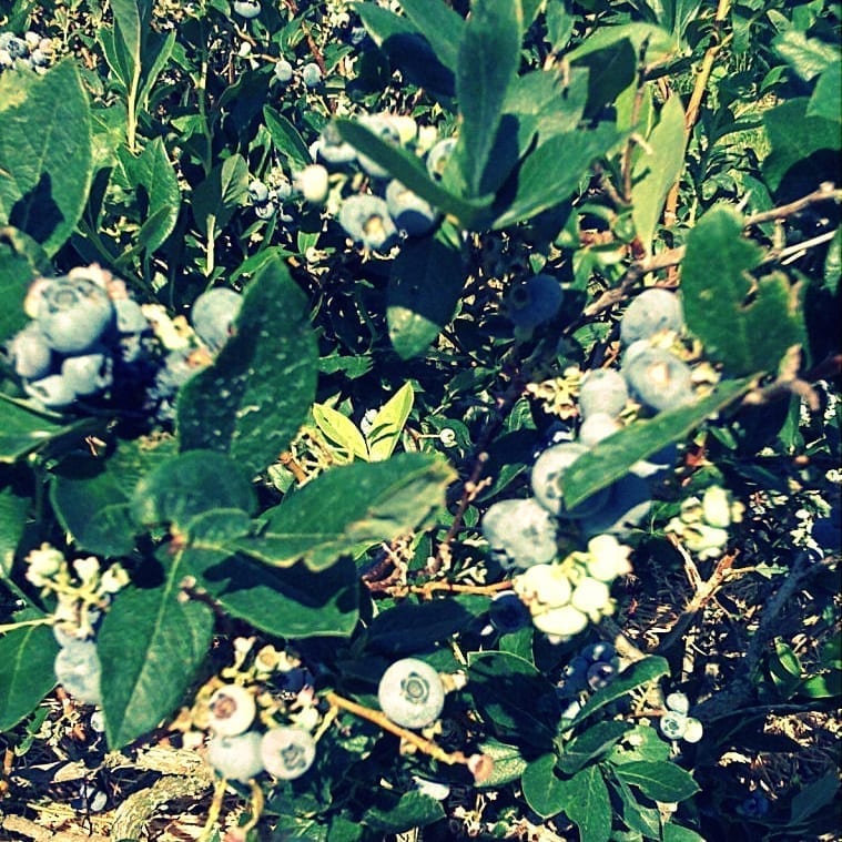blueberries