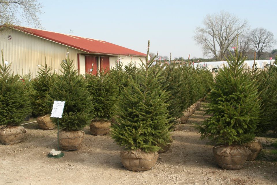 Norway Spruce