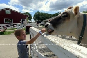 Feeding the Cow at Lambs Farm