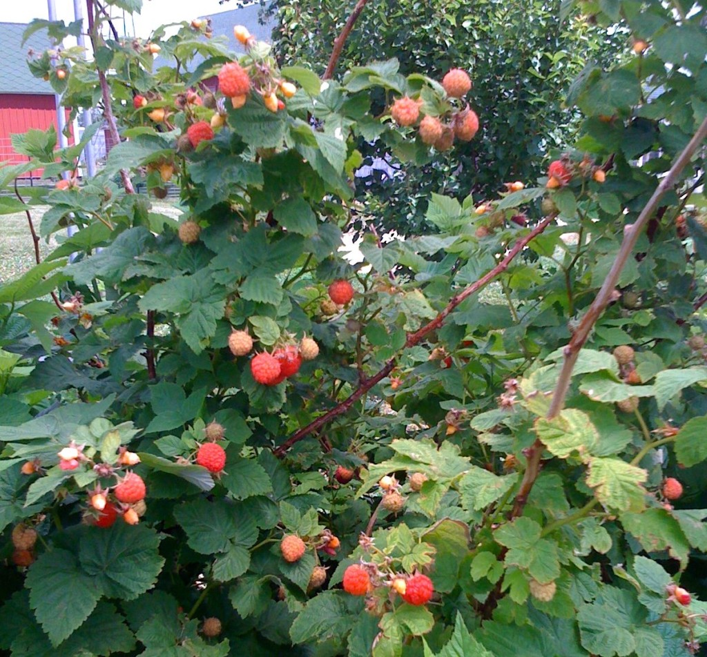 U-Pick - Raspberries, Currants, Cherries