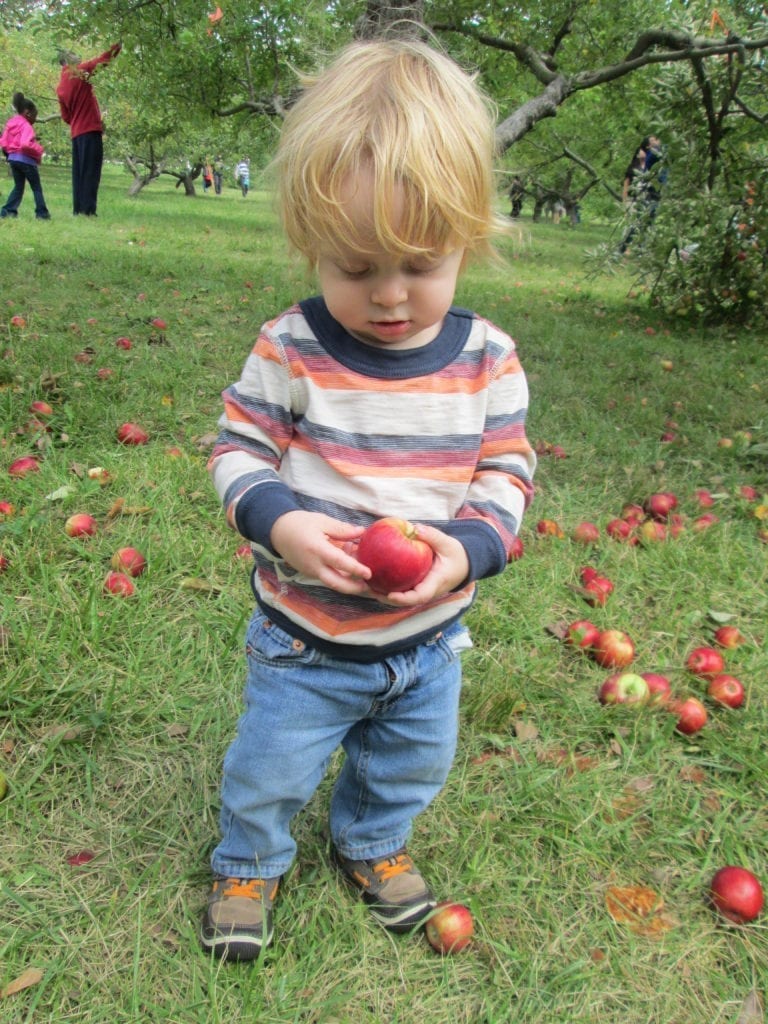 heinz orchard green oaks