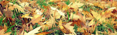 Unique and Different Things To Do this Fall!