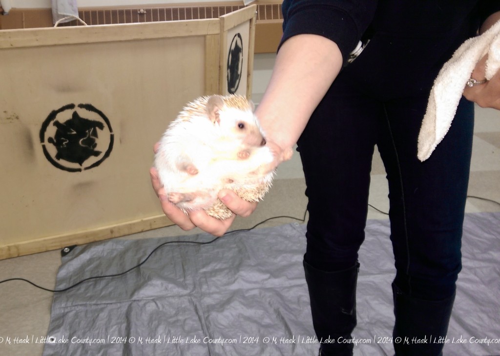 hedgehog
