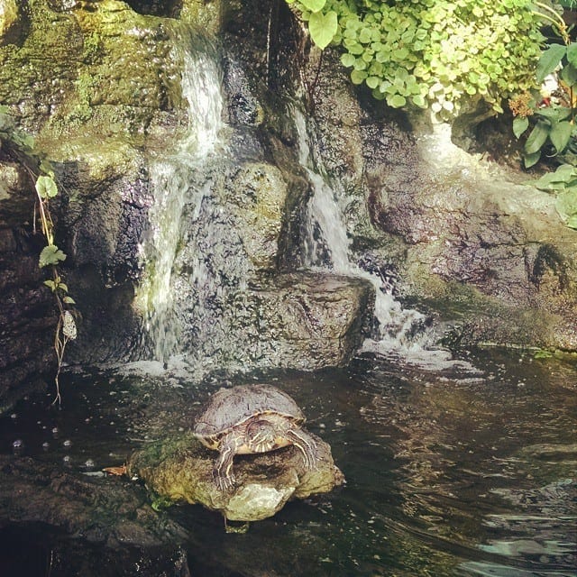 butterfly sanctuary at nature museum