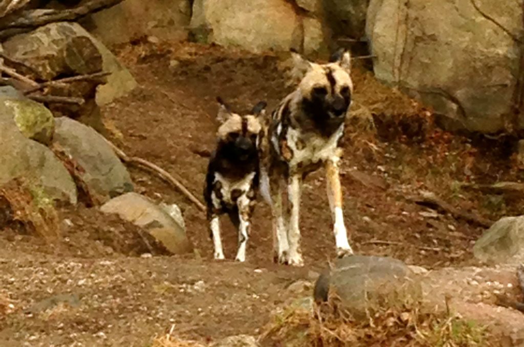 lincoln park zoo