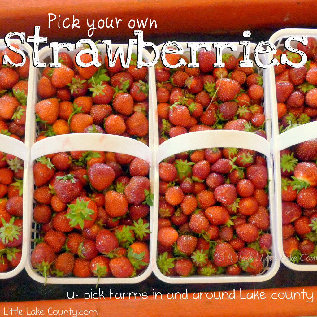 u pick strawberries in Lake County