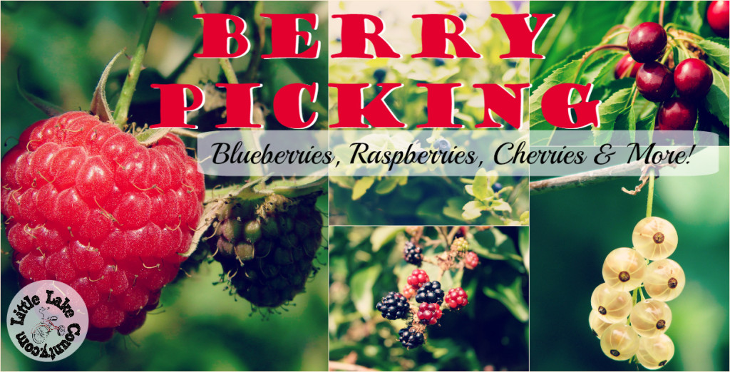 berry picking in lake county