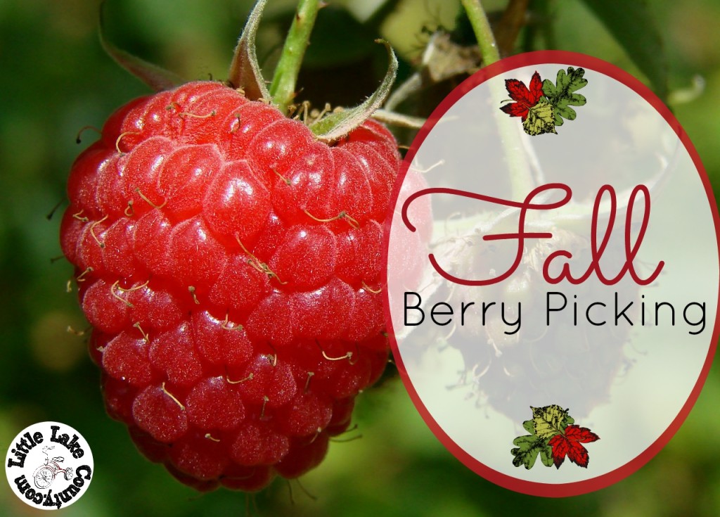 raspberry picking lake county il