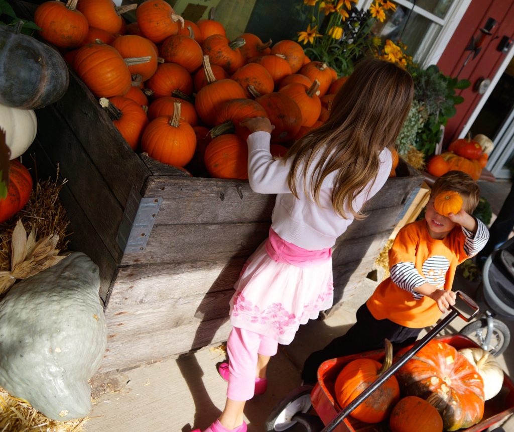 Tom’s Farm Huntley