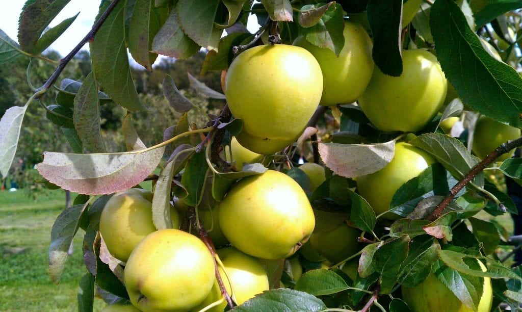 apples