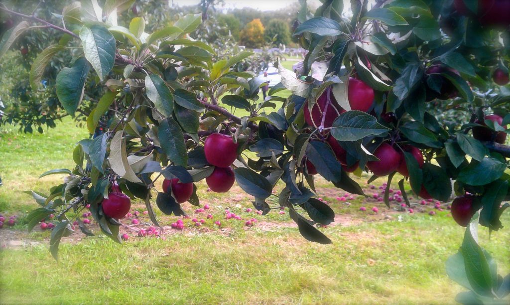 apples