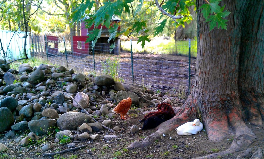 Barnyard Animals