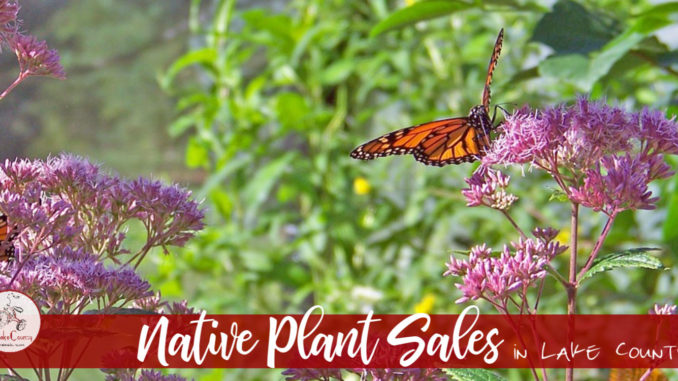 native plant sales in lake county