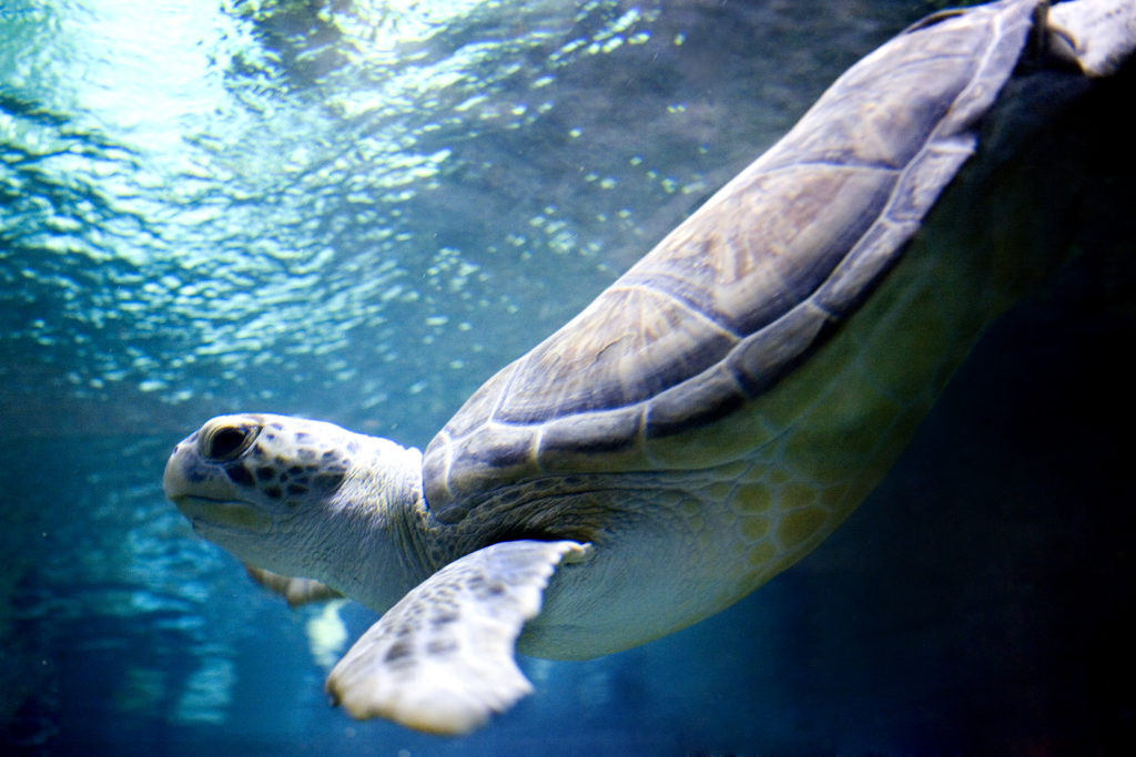 Animal Rescue and Rehabilitation Program
