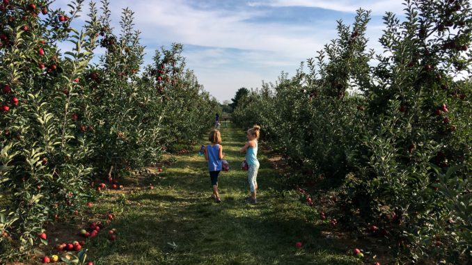 All Seasons Orchard, Woodstock