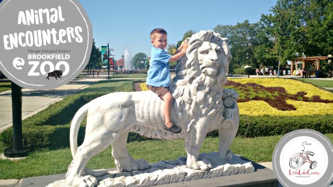 brookfield zoo animal encounters