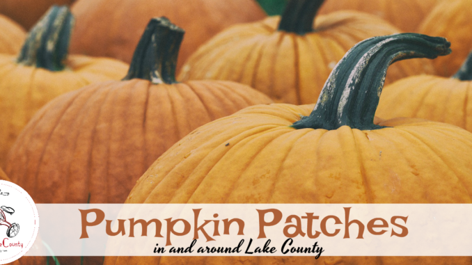 lake county pumpkin patches