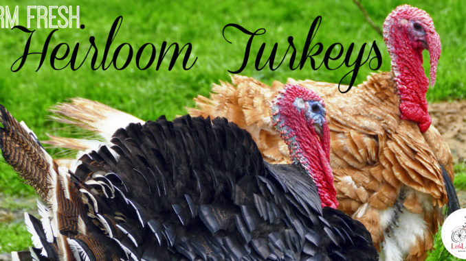 heirloom turkeys lake county