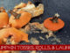pumpkin launches lake county