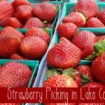 Strawberry and Berry Picking In Lake County