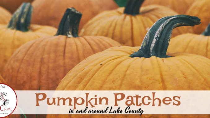 pumpkin patches lake county