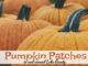 pumpkin patches lake county
