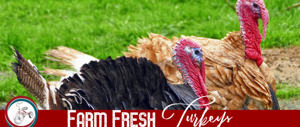 farm fresh turkeys lake county