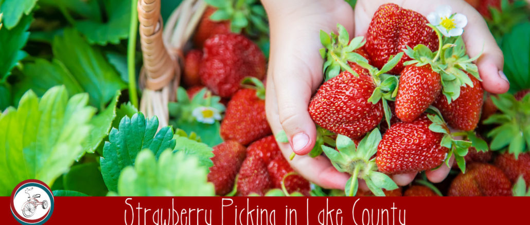 strawberry picking in lake county