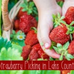 Strawberry and Berry Picking In Lake County