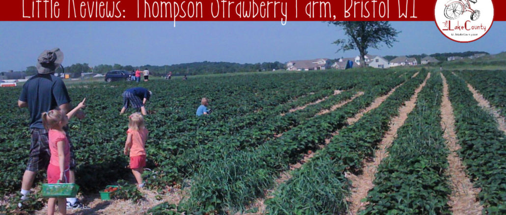 thompson strawberry farm