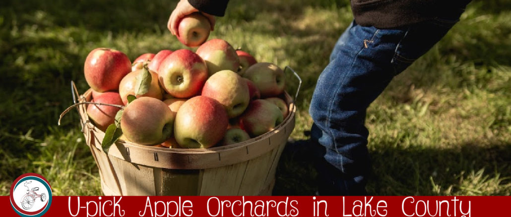 u-pick apple orchards in lake county