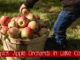 u-pick apple orchards in lake county